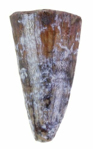 Phytosaur (Redondasaurus?) Anterior Tooth - Arizona #62429